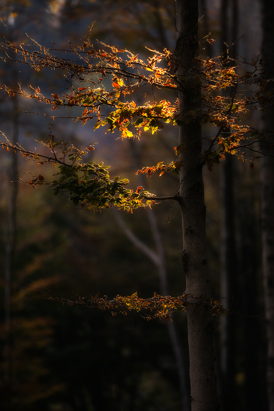Autumnal light