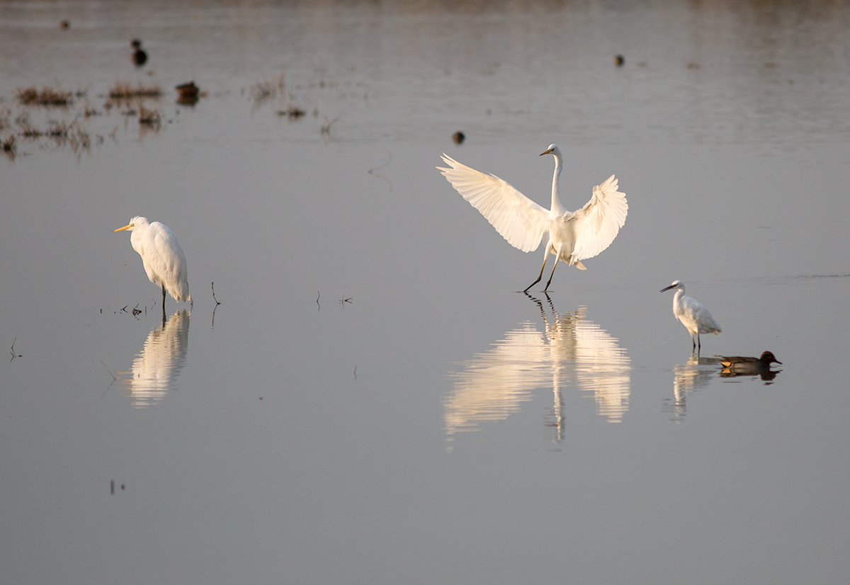 Oasi di Bentivoglio (Bo)