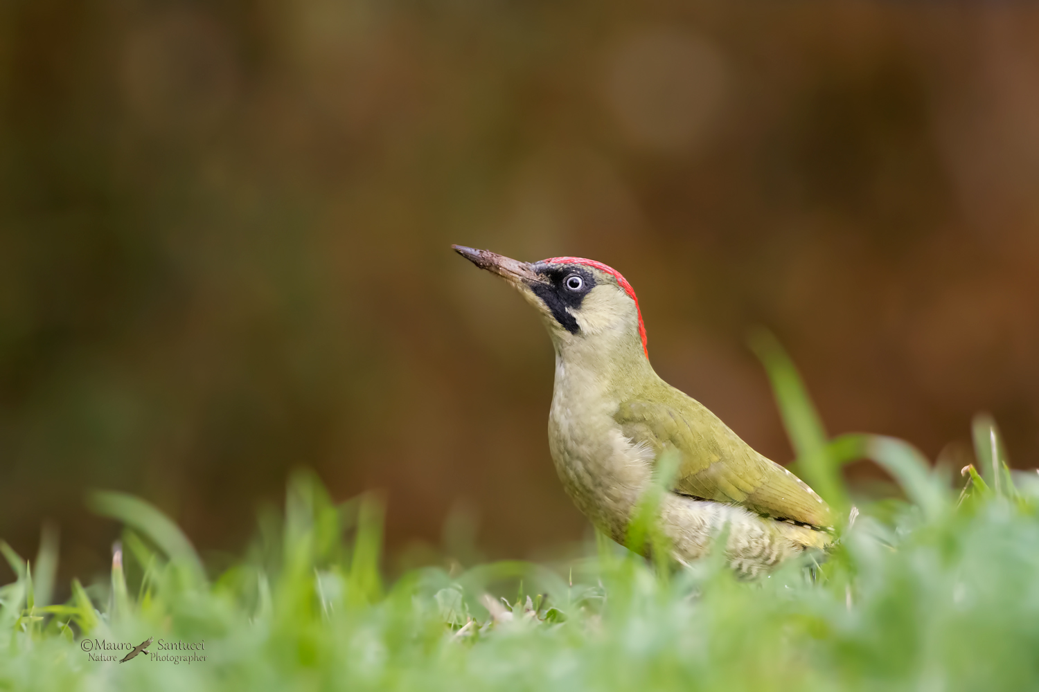 Picchio verde al pascolo