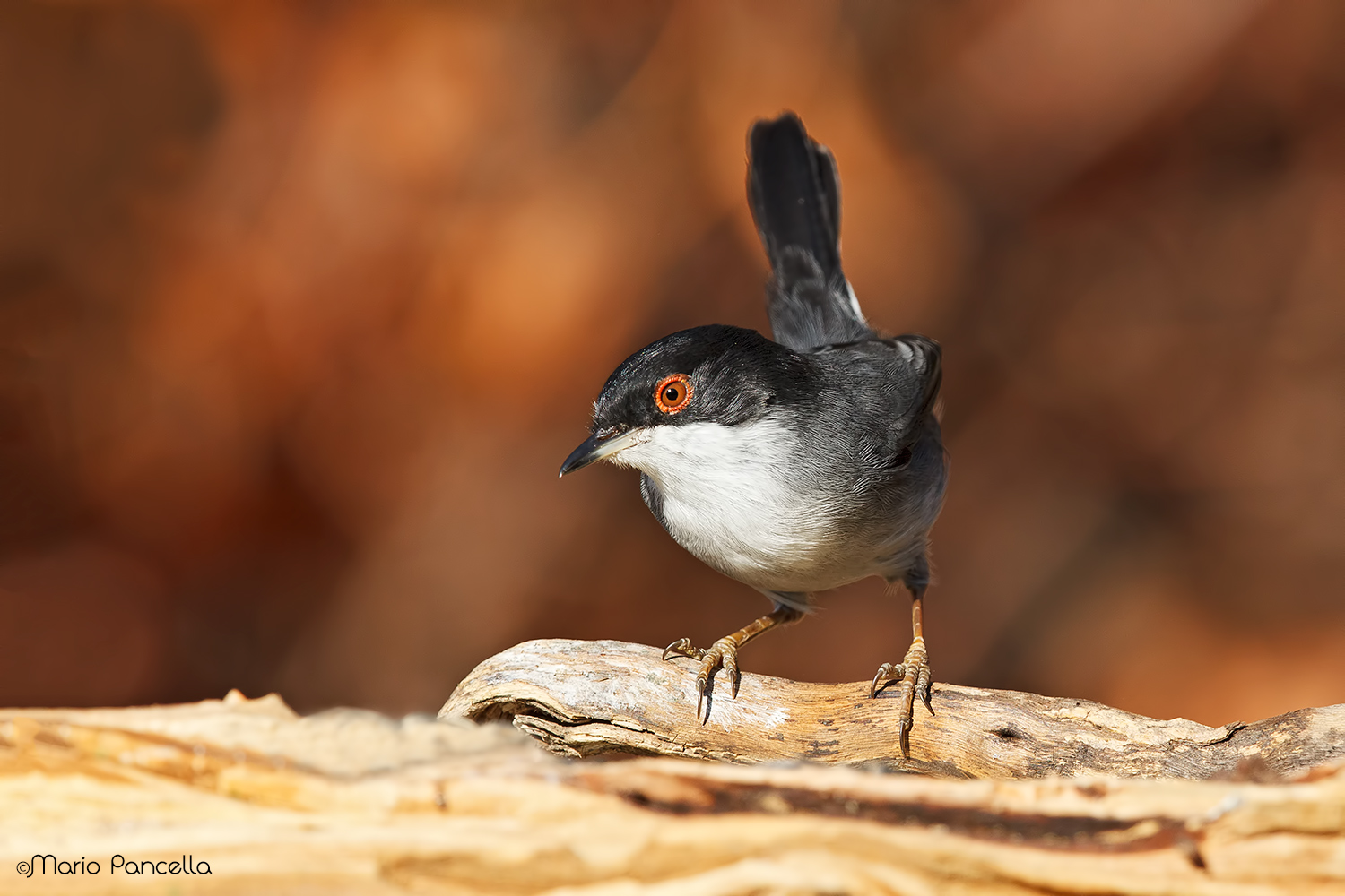 Occhiocotto -Sylvia melanocephala