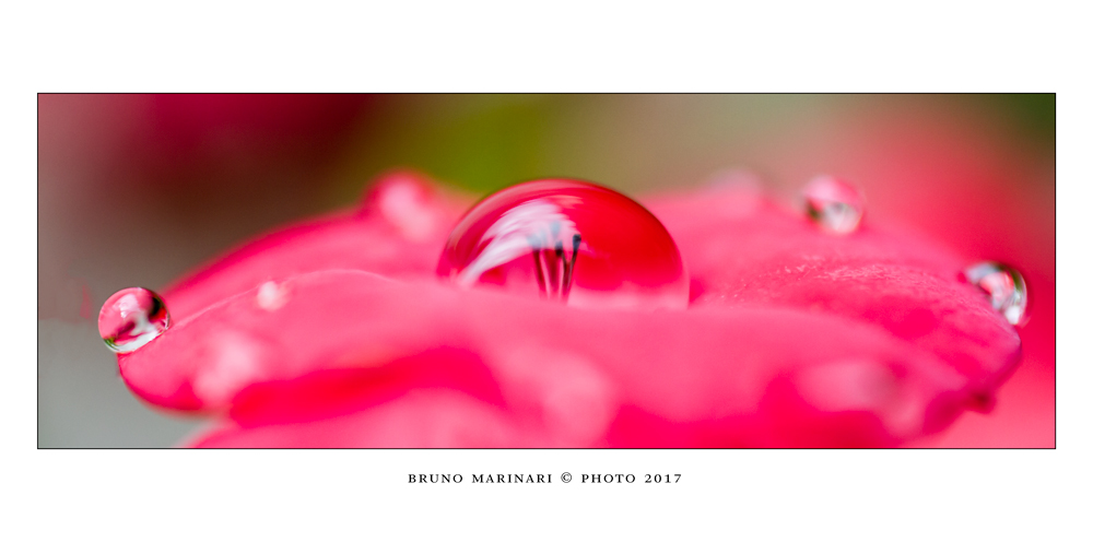 Il pistillo astronauta