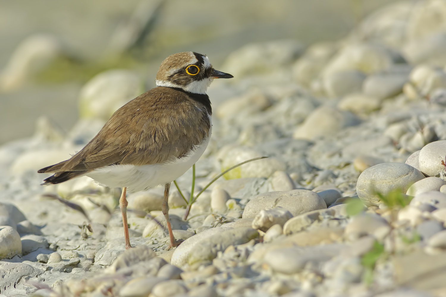 Corriere piccolo  (Charadrius dubius)