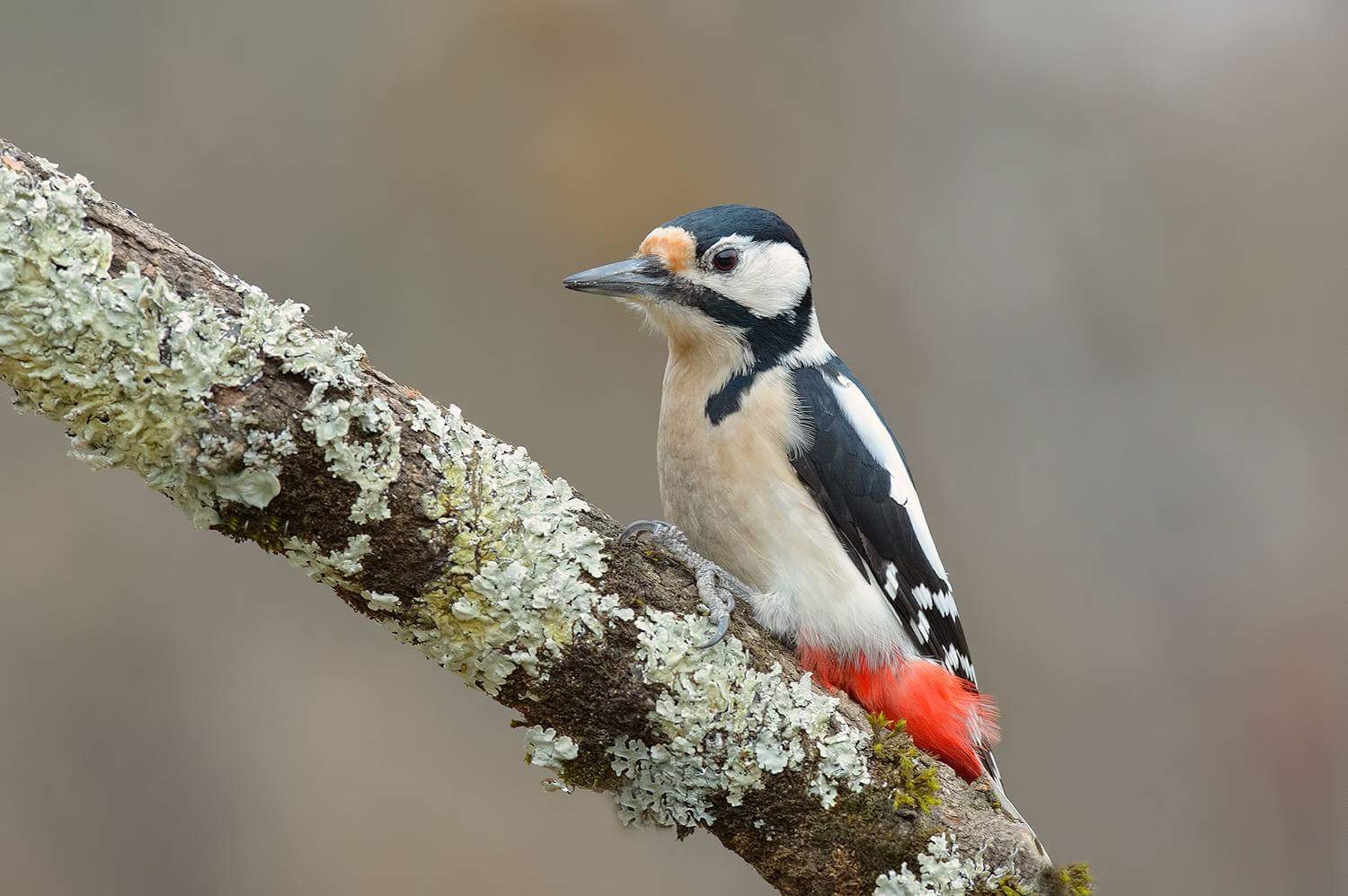 rosso di sera..... che ritorni si spera.....