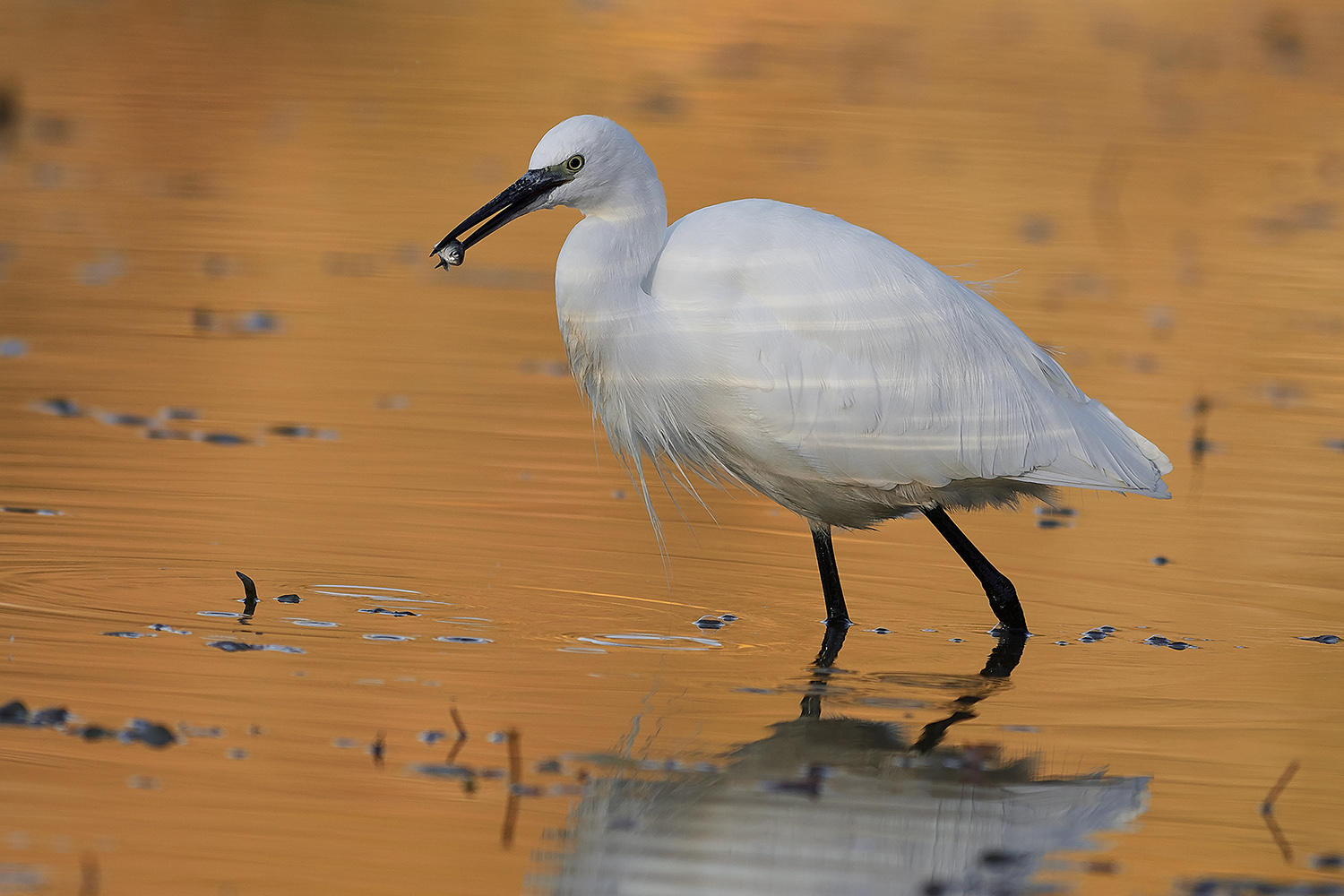Il mattino ha l'oro...anzi il pesce in bocca