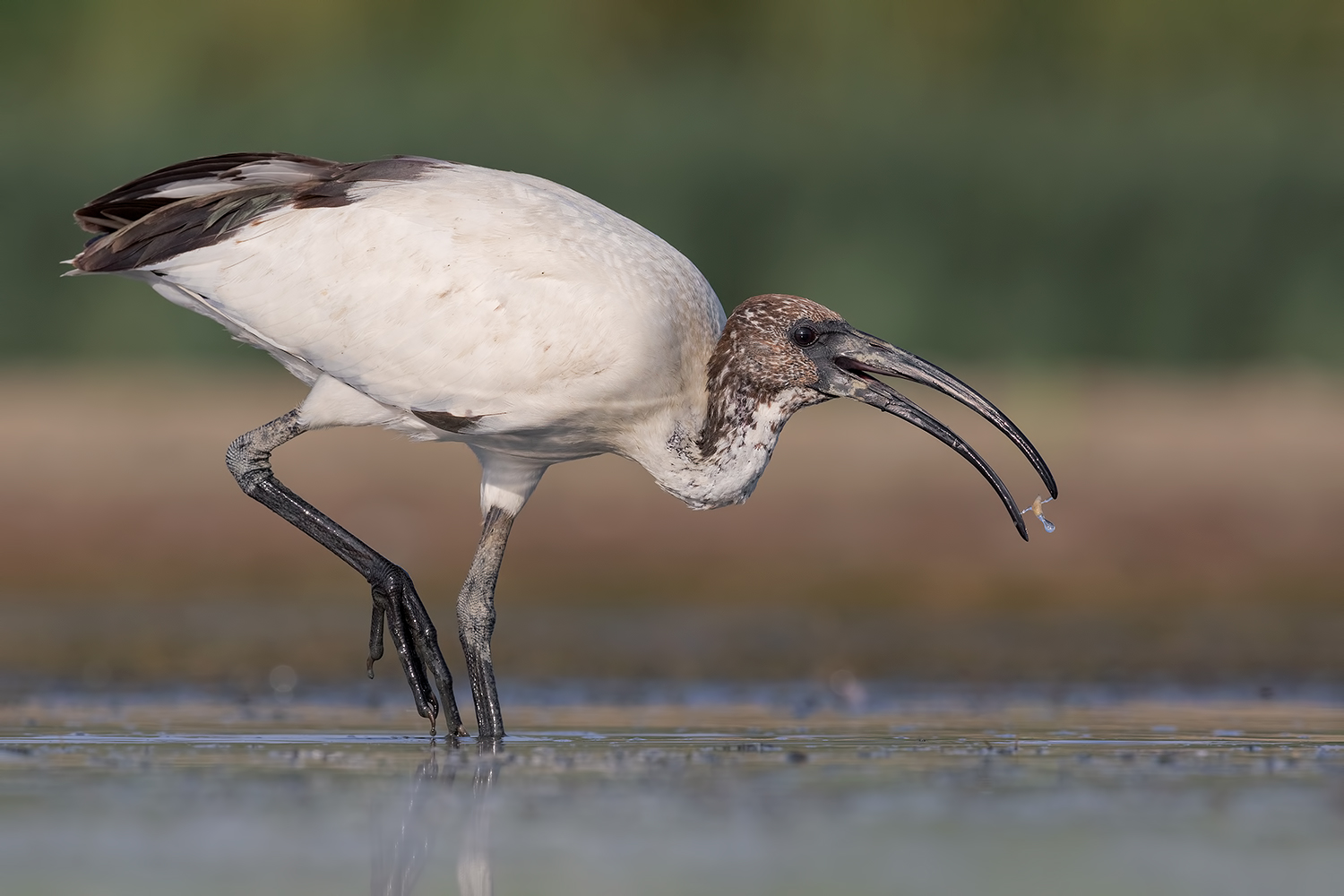 Et Voil�..... (Ibis Sacro)