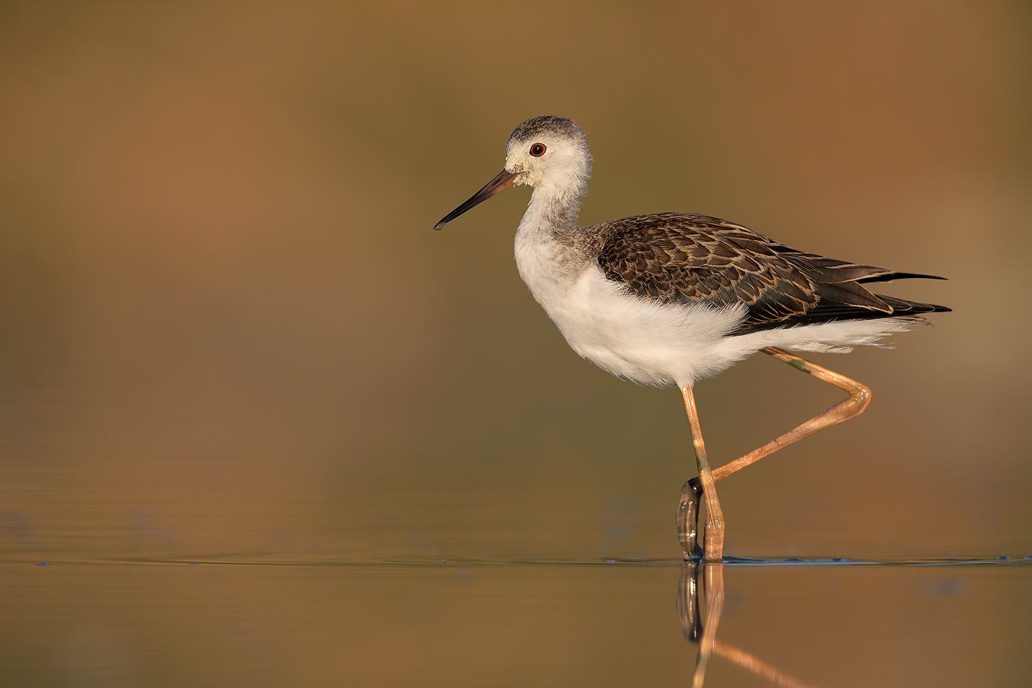 Con l'orgoglio dei ventanniiii...