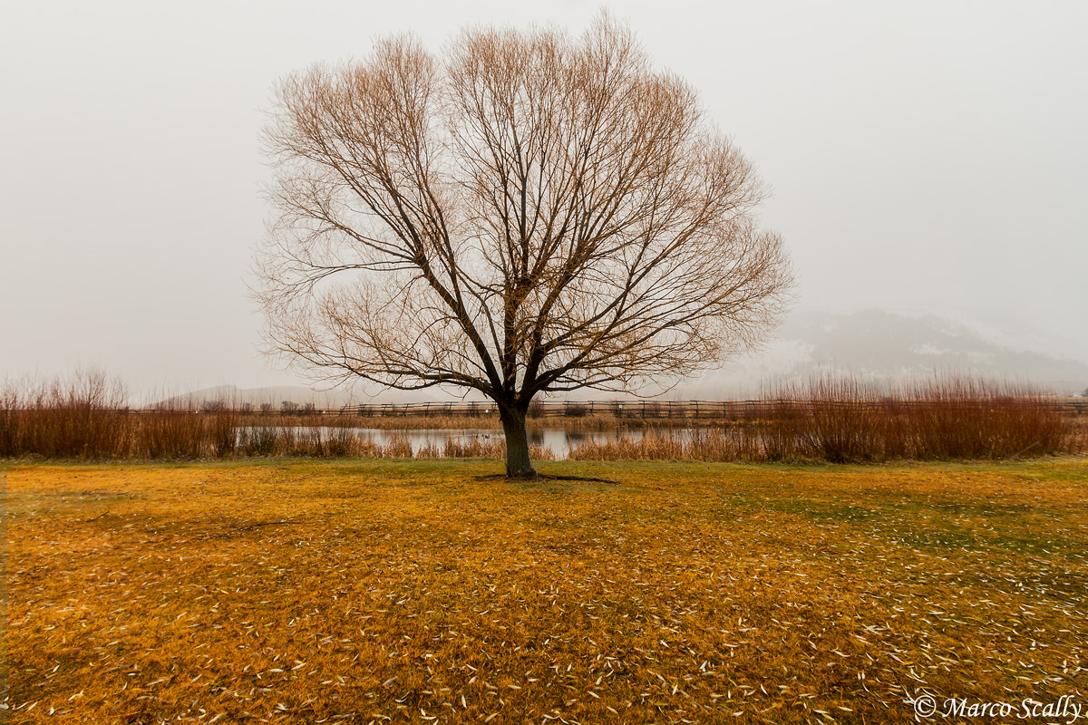 The tree of Jackson, WY