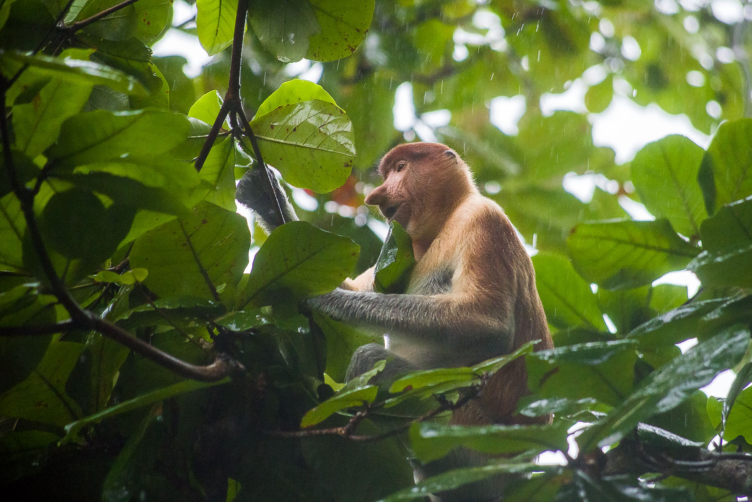 | Proboscis monkey |