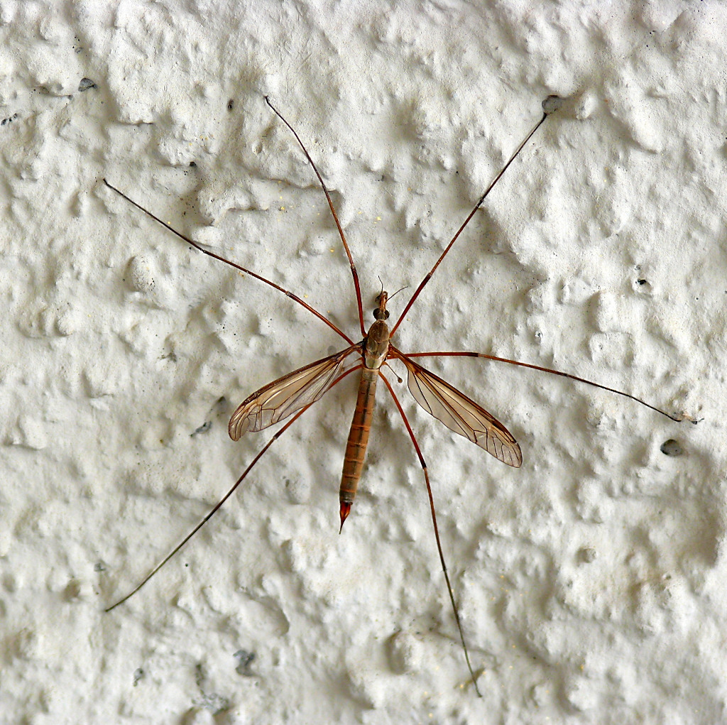 ***La zanzara delle nevi***