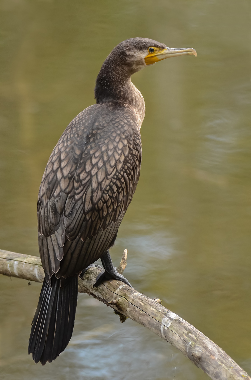 Cormorano in riposo