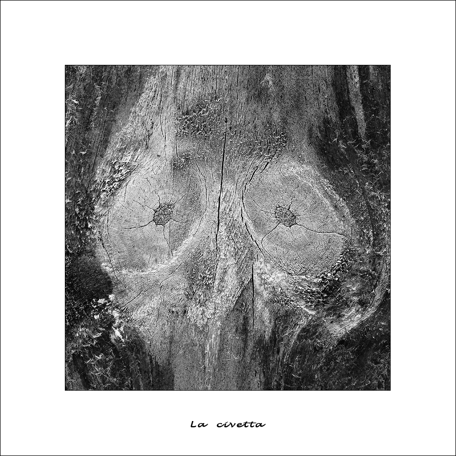 La civetta