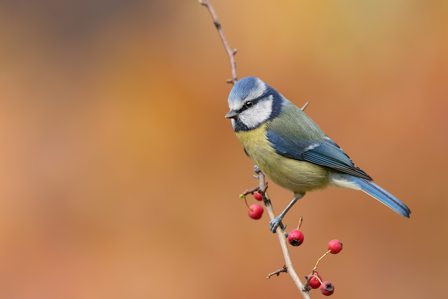 come d'autunno gli alberi le foglie