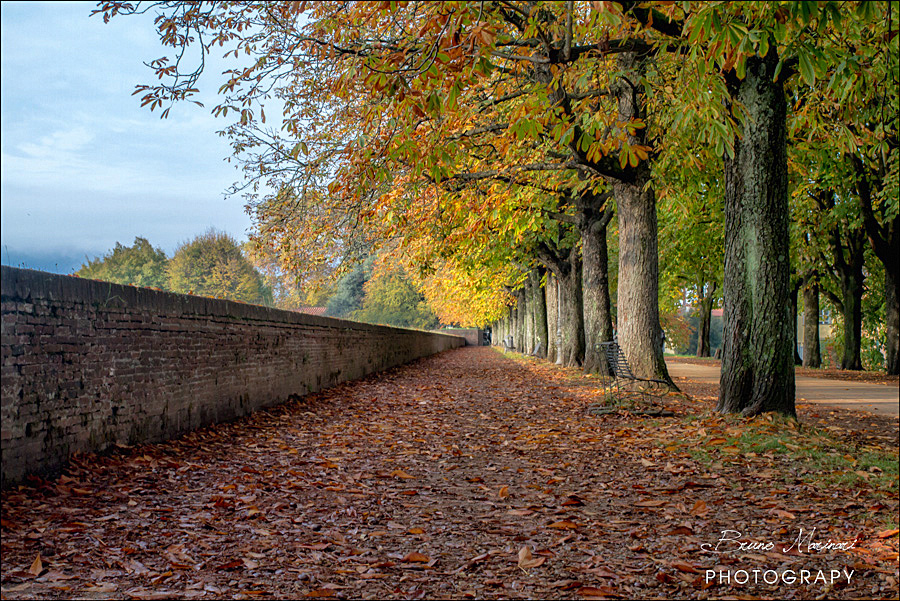 Viali d'autunno