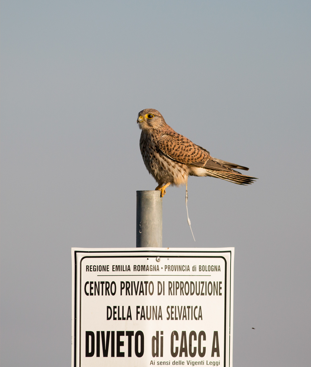 Non ha rispettato la legge