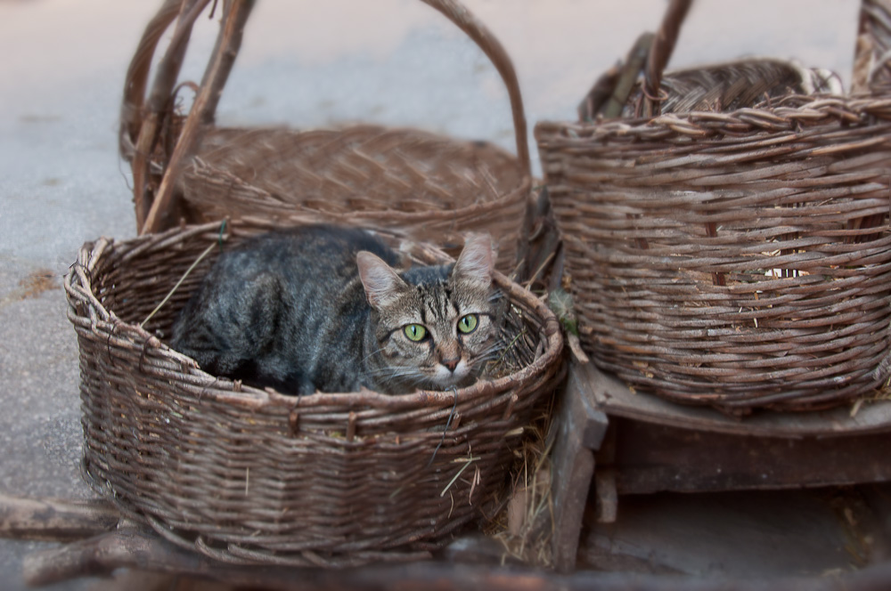 Occhi verdi part two