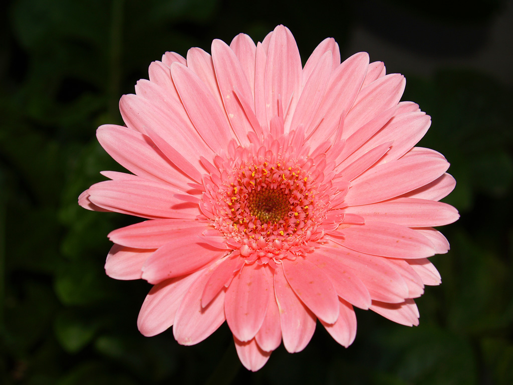 Gerbera