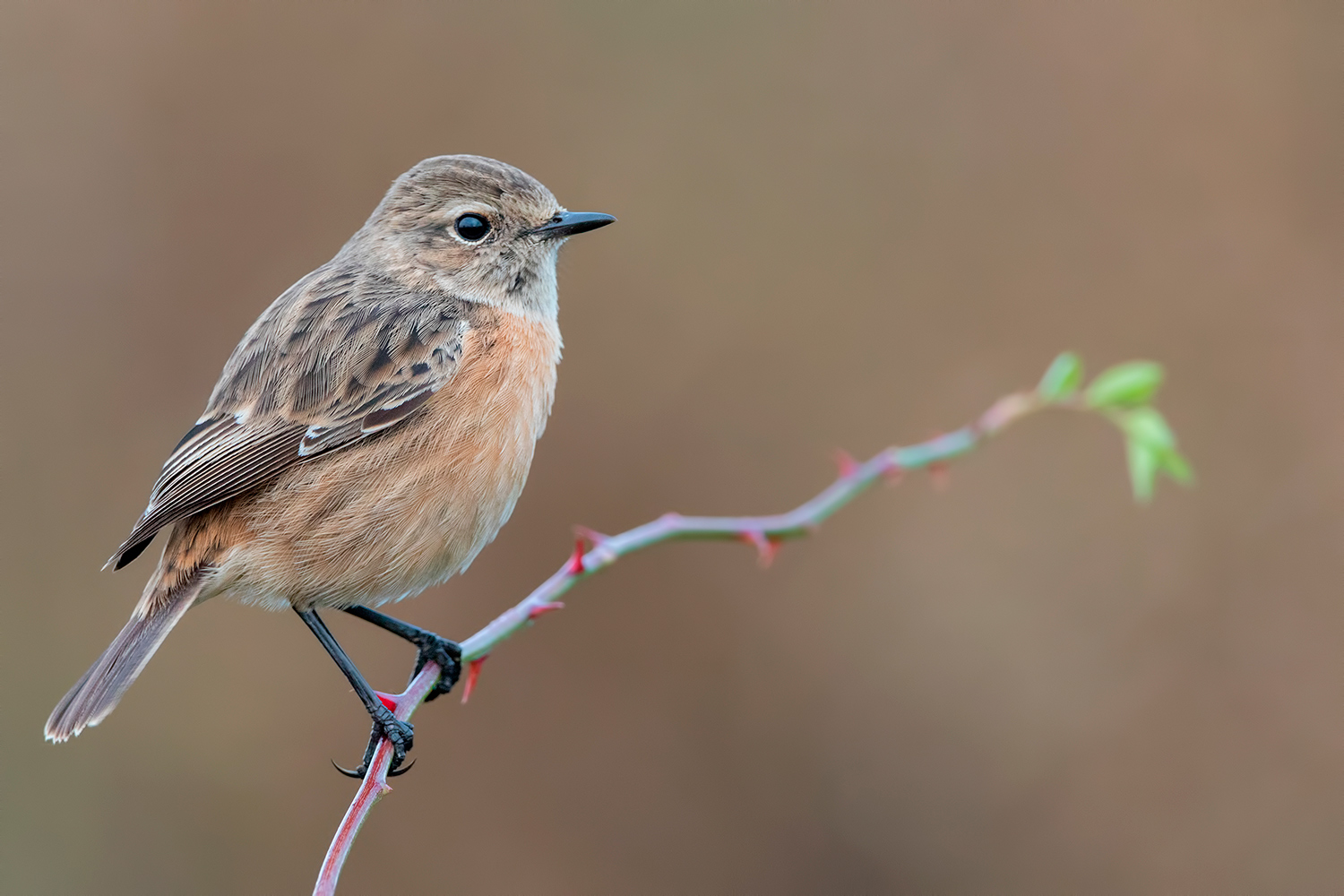 la saltimpala sul rovo