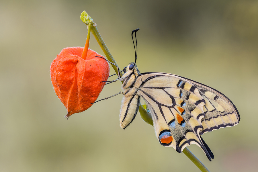 Su una lanterna floreale