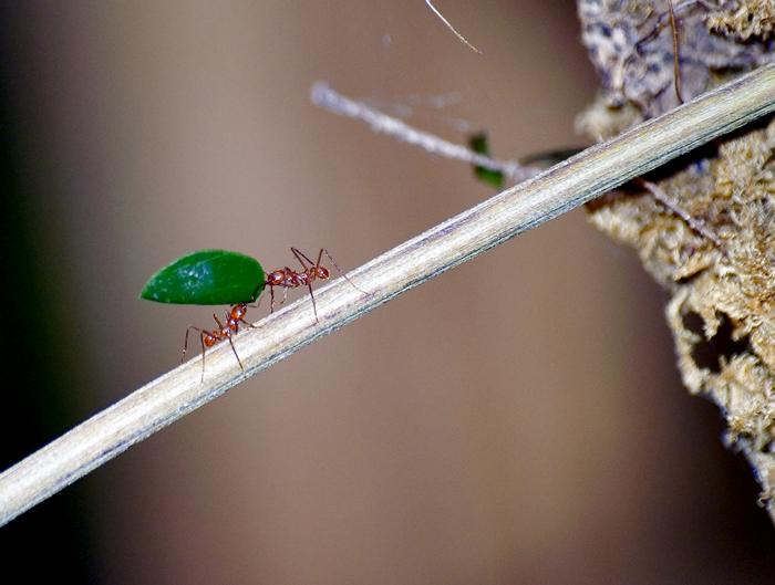 formiche taglia erba