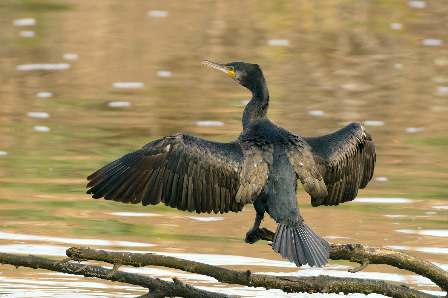 Cormorano in asciugatura