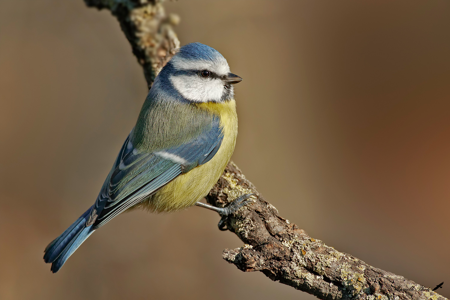 Cinciarella autunnale