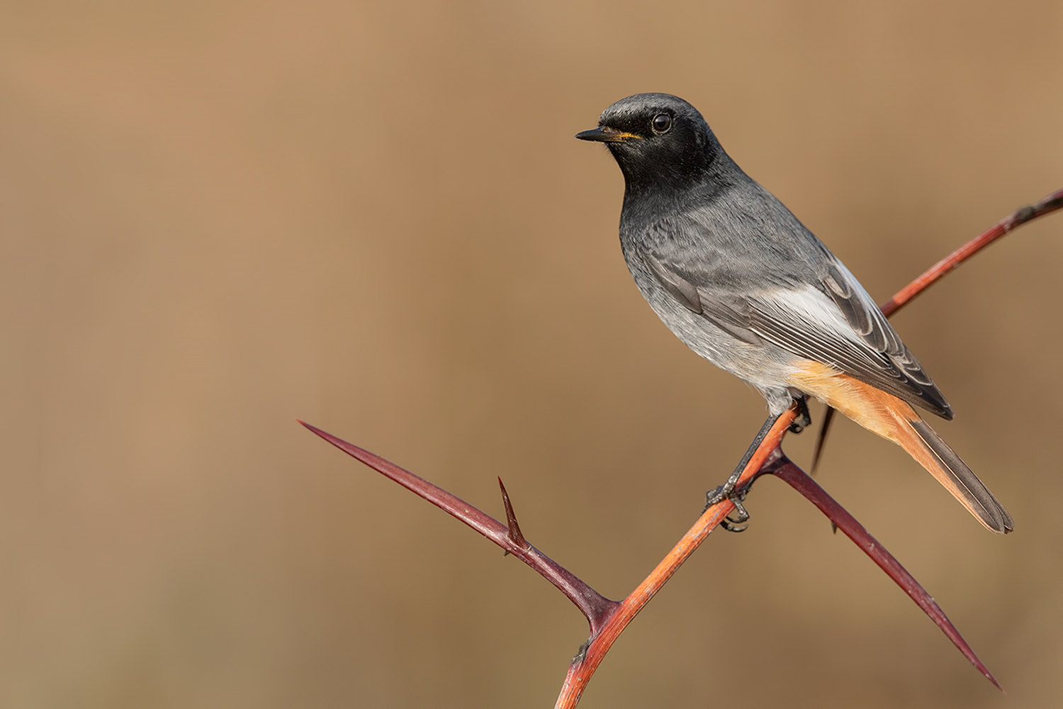 codirosso spazzacamino