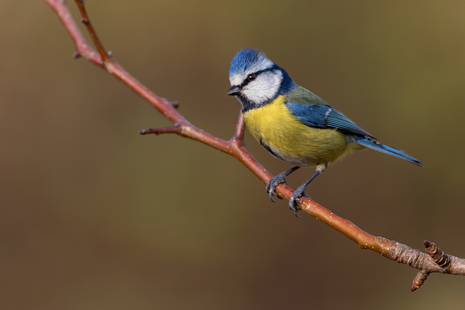 la settimana della cinciarella