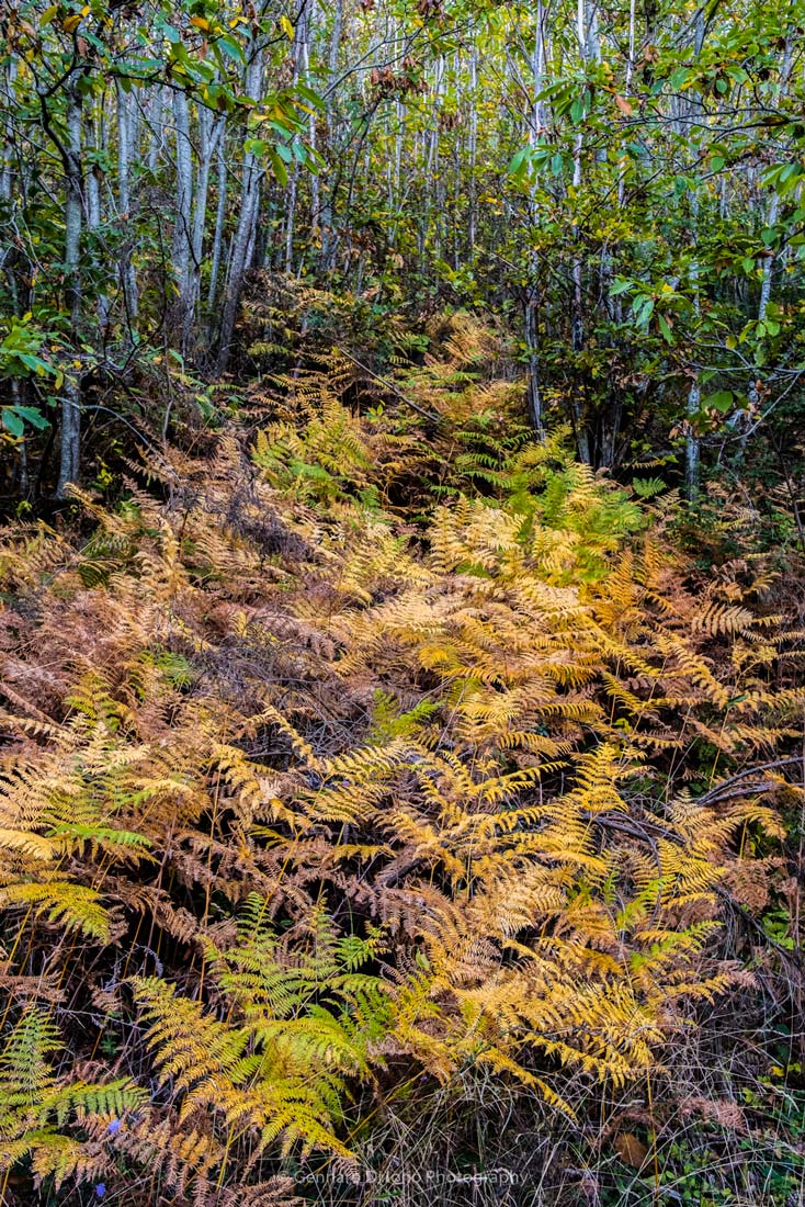 terapia con i colori caldi