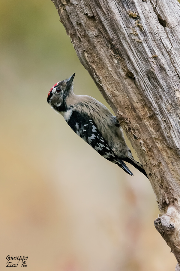 Picchio rosso minore