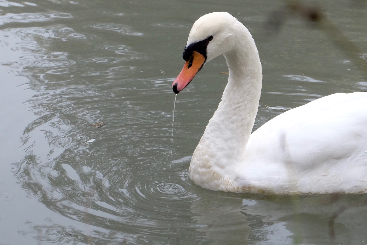 L'incantesimo del lago