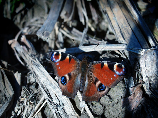 waiting for the sun... (Inachis io)