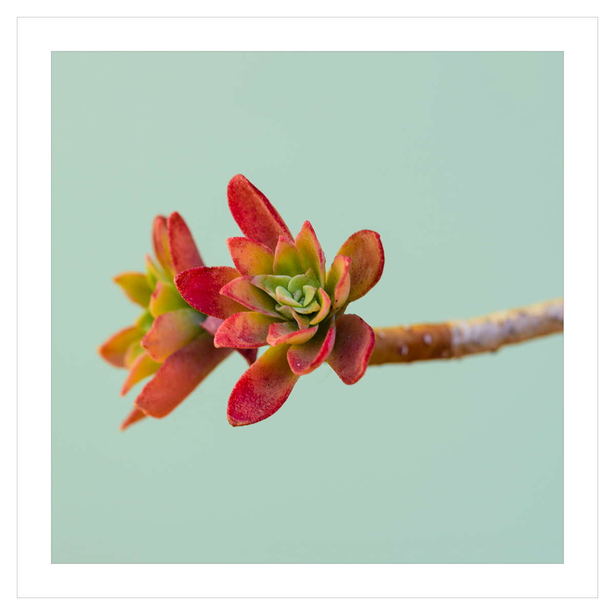 Un colore .....nell'inverno...