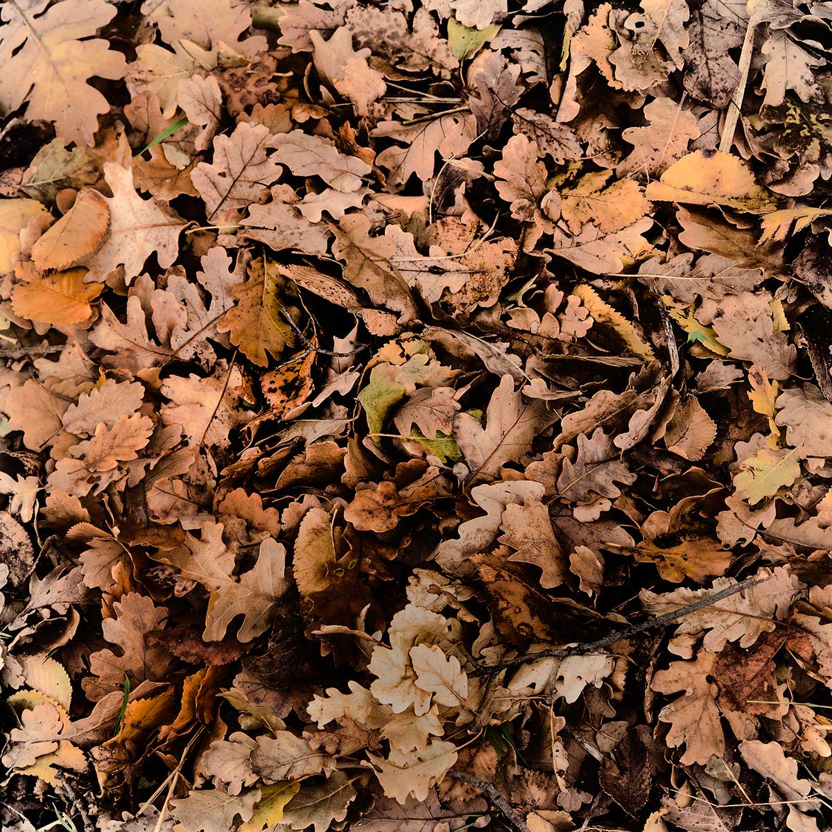 Graffiti autunnali...