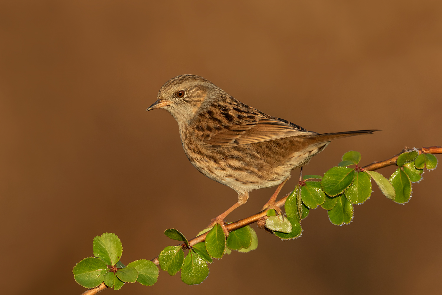 scopaiola di prima mattina....