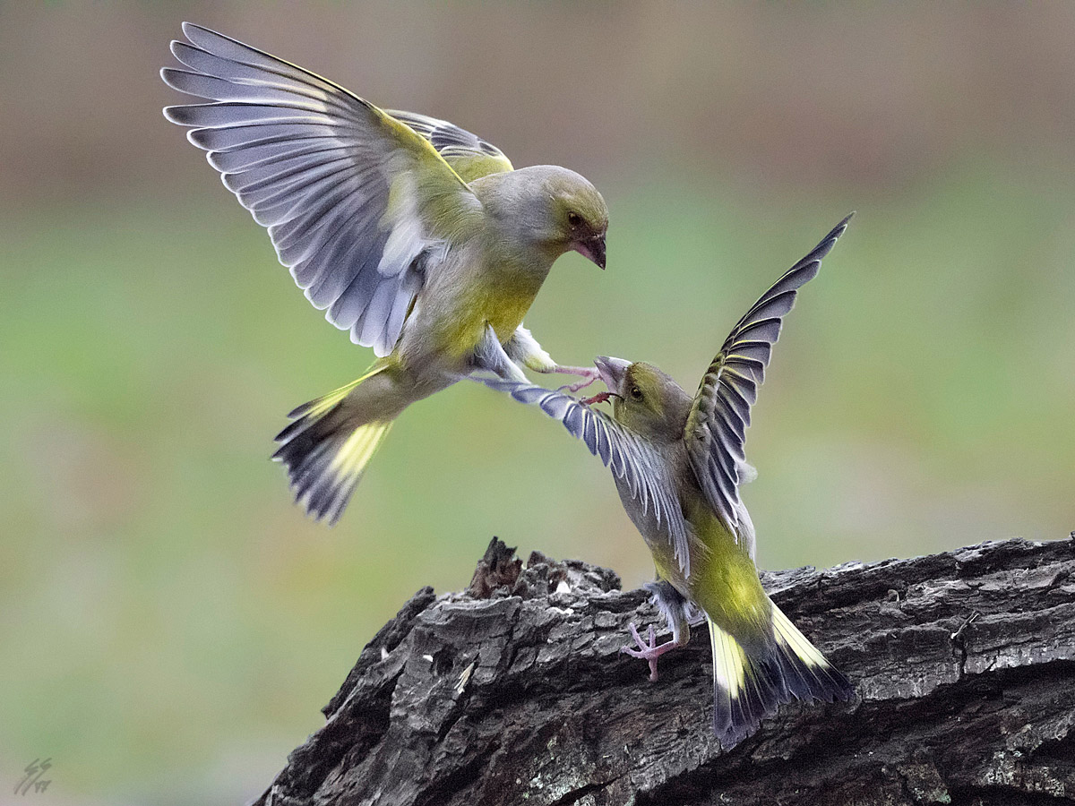 ..battaglie a 16000iso..