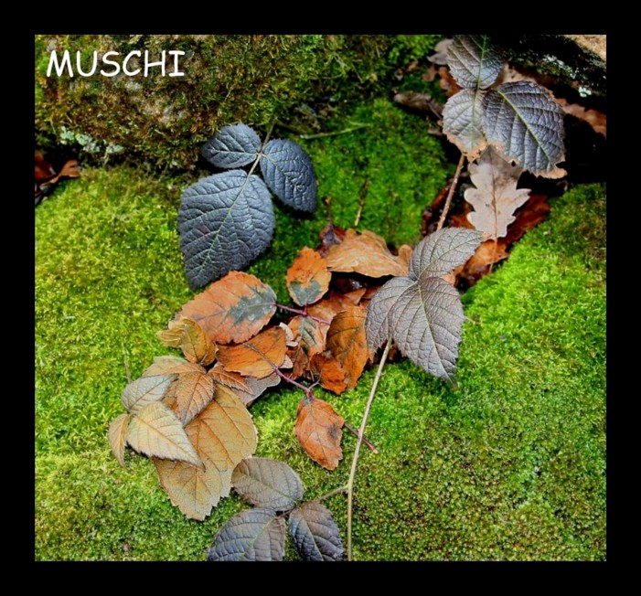 muschi