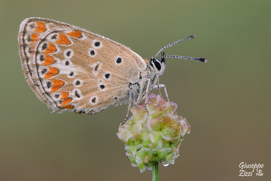 Aricia agestis