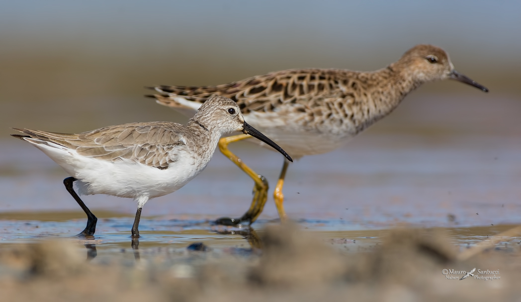 Piovanello, combattente e un nugolo di zanzare