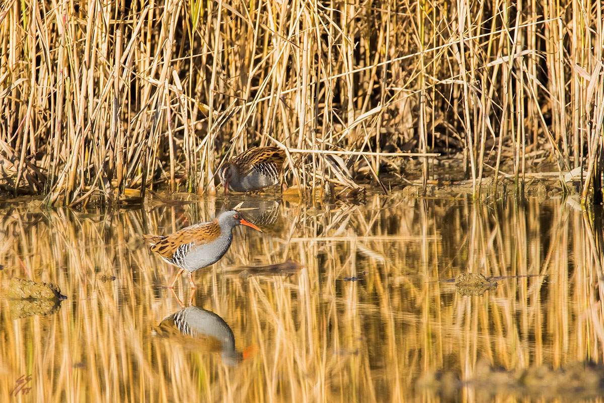 ..il coraggio e la paura..