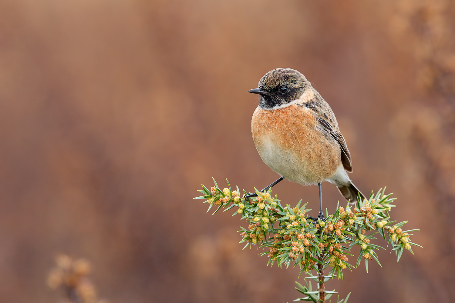 Nel mio regno....(saltimpalo)
