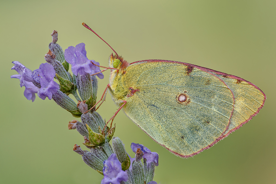 Colias