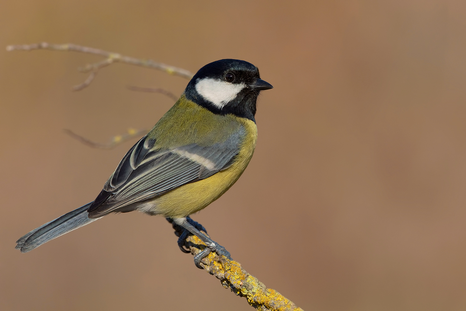 cinciallegra ma non troppo......