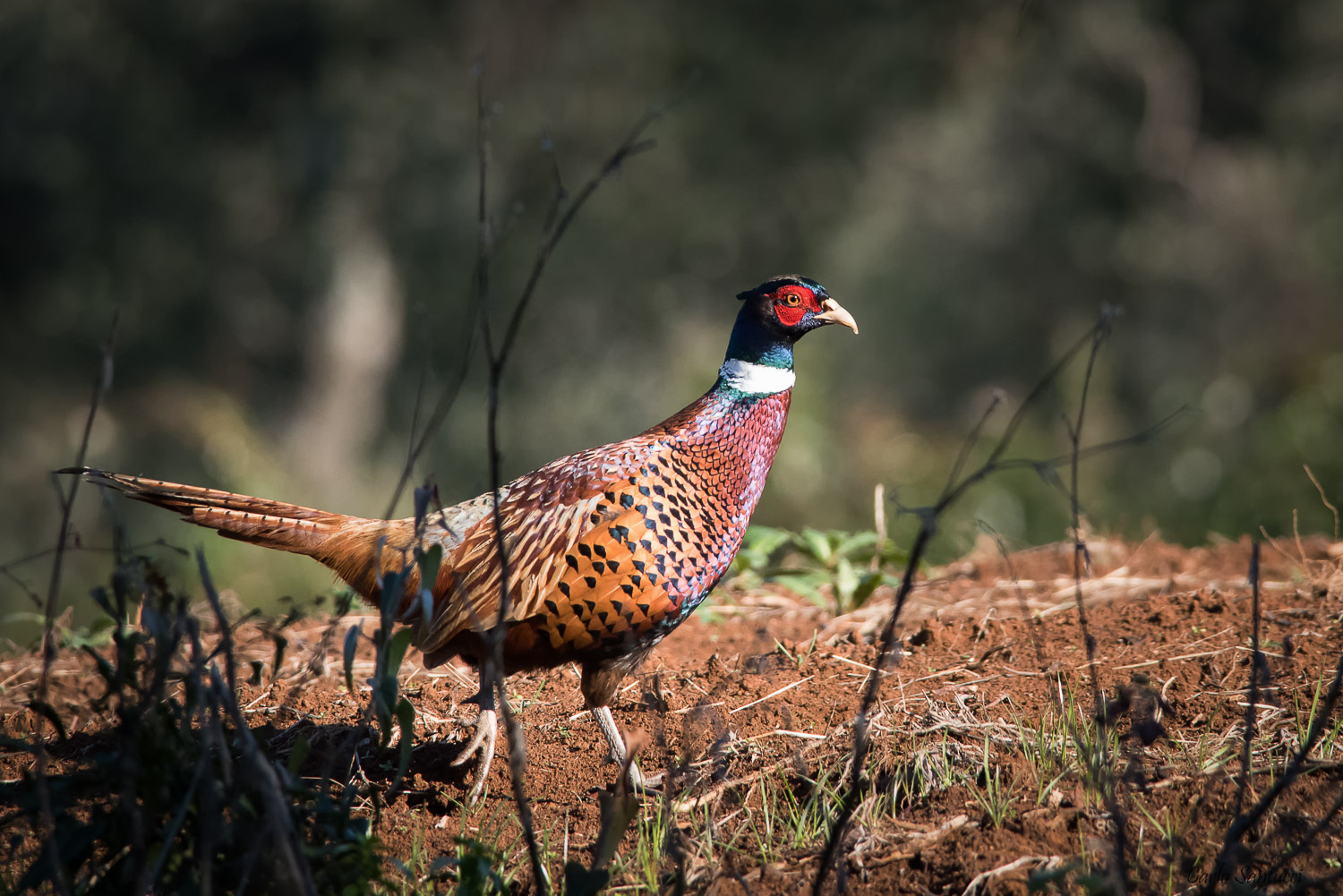 I colori del Fagiano
