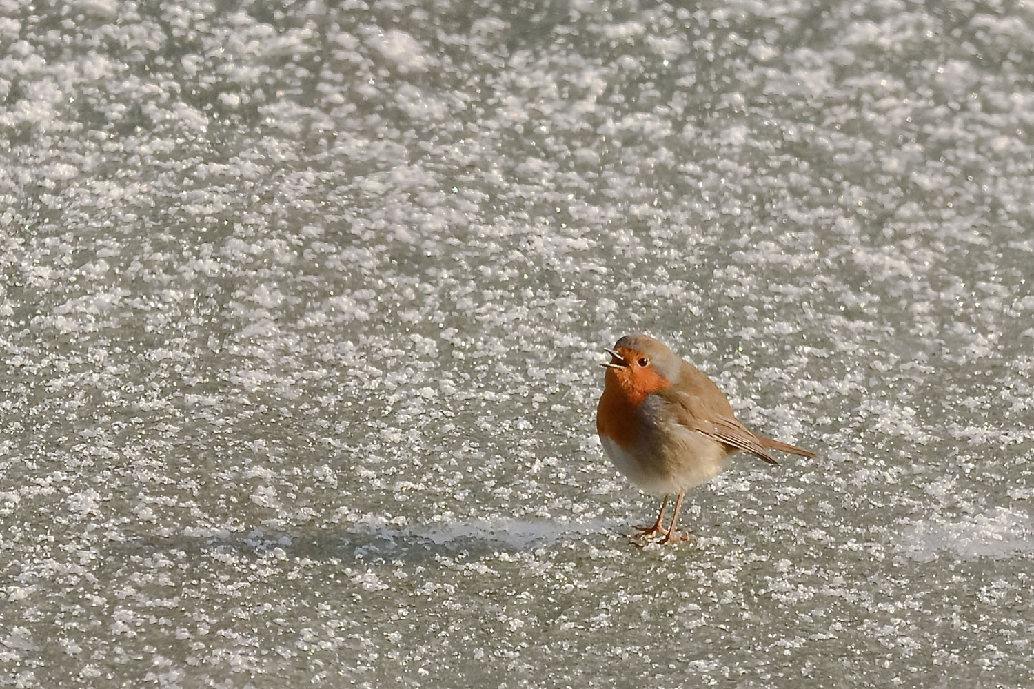 Lo smarrimento del pettirosso