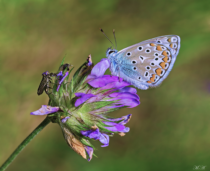 Polyommatus icarus