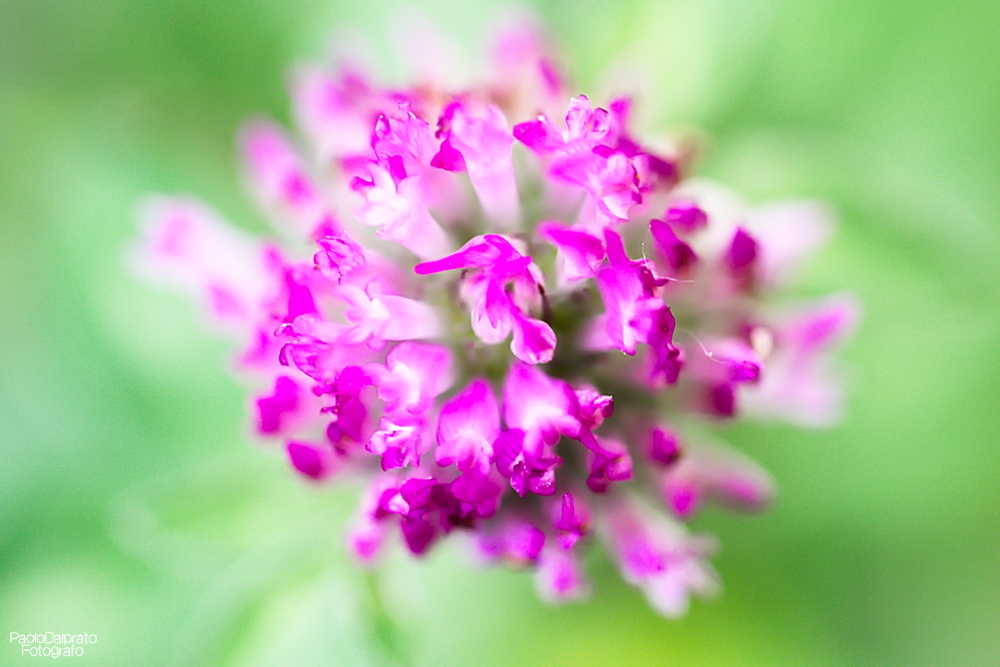 Non faccio foto di fiori