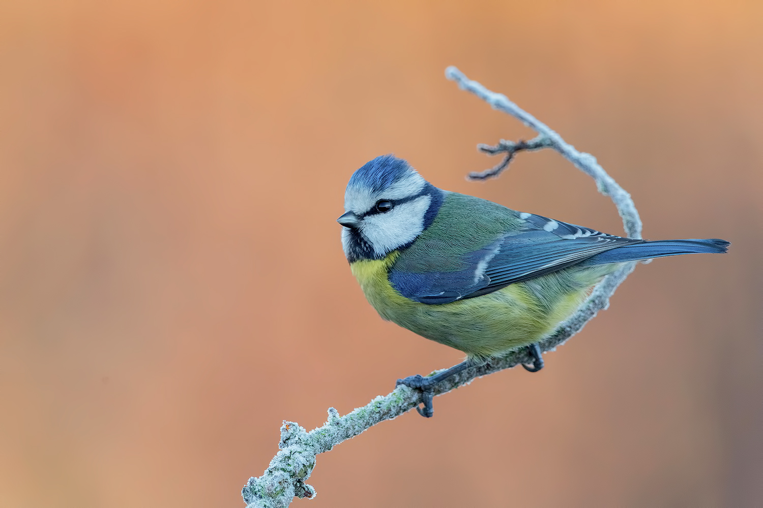 tempo di cinciarelle a colori......