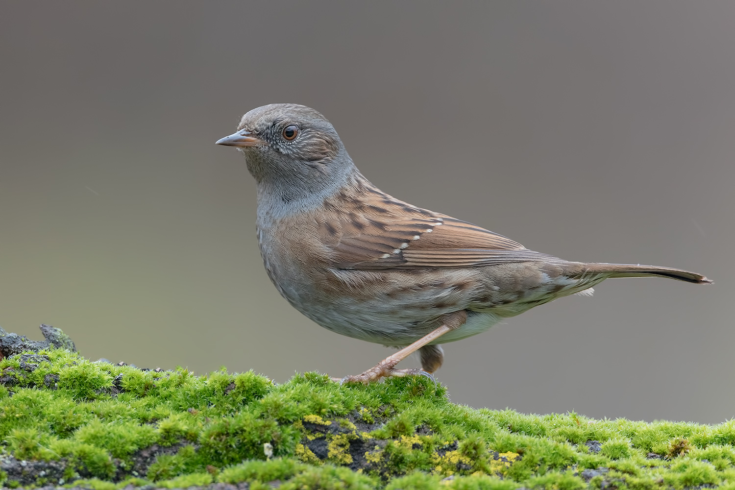 scopaiola sul tappeto verde.....