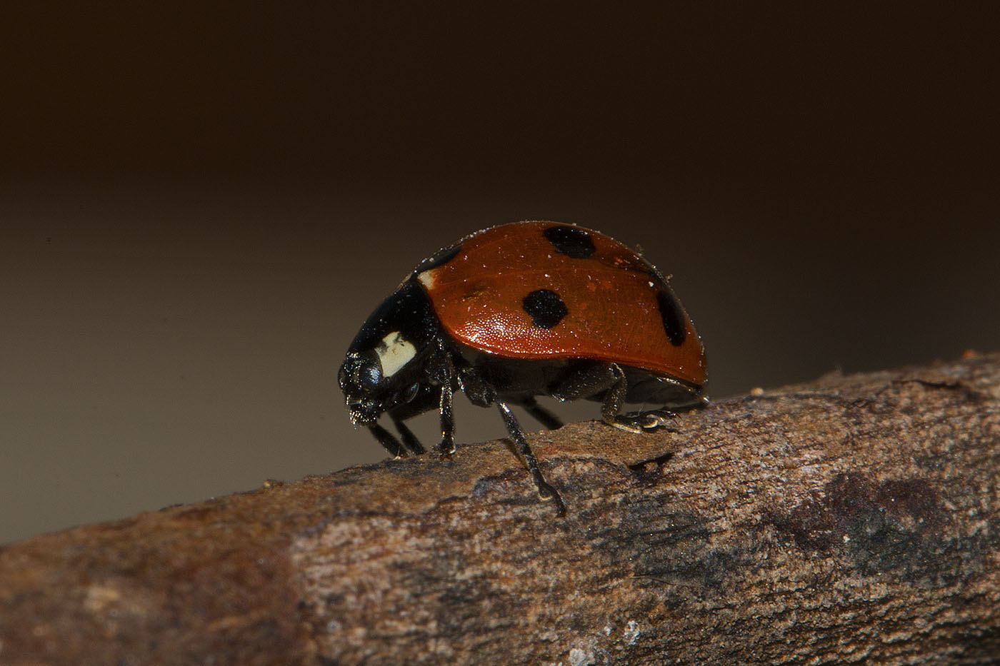 Nel giardino di casa mia