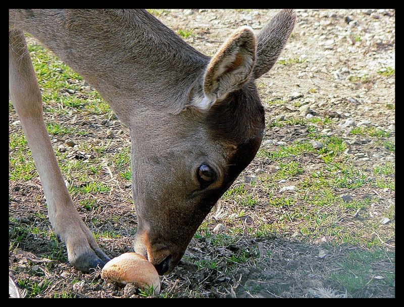 facciamoci un panino